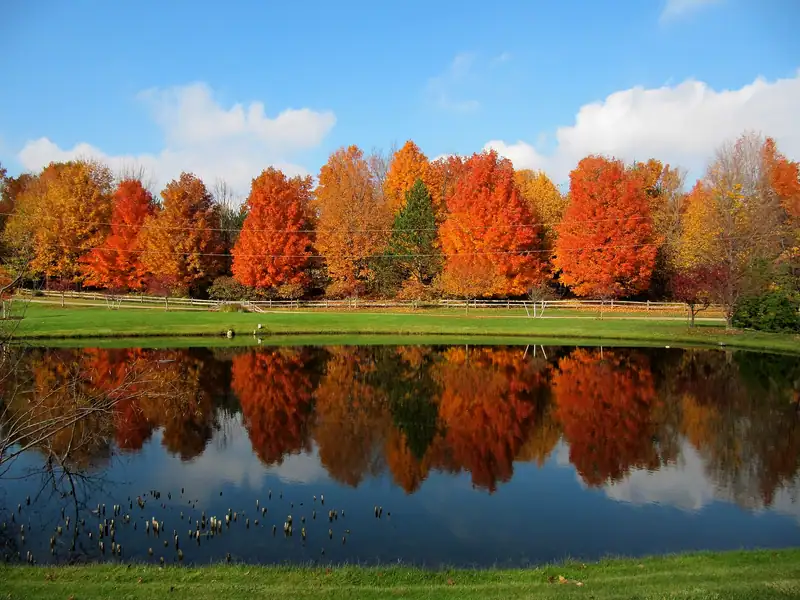 Bright orange fall trees reflected in a calm pond
