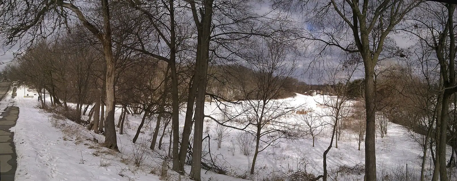 Tall trees on a hillside park in winter