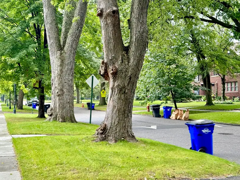 A wide residential avenue with large trees