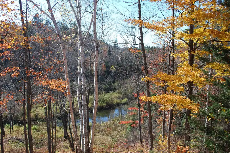 A creek through bright fall woods