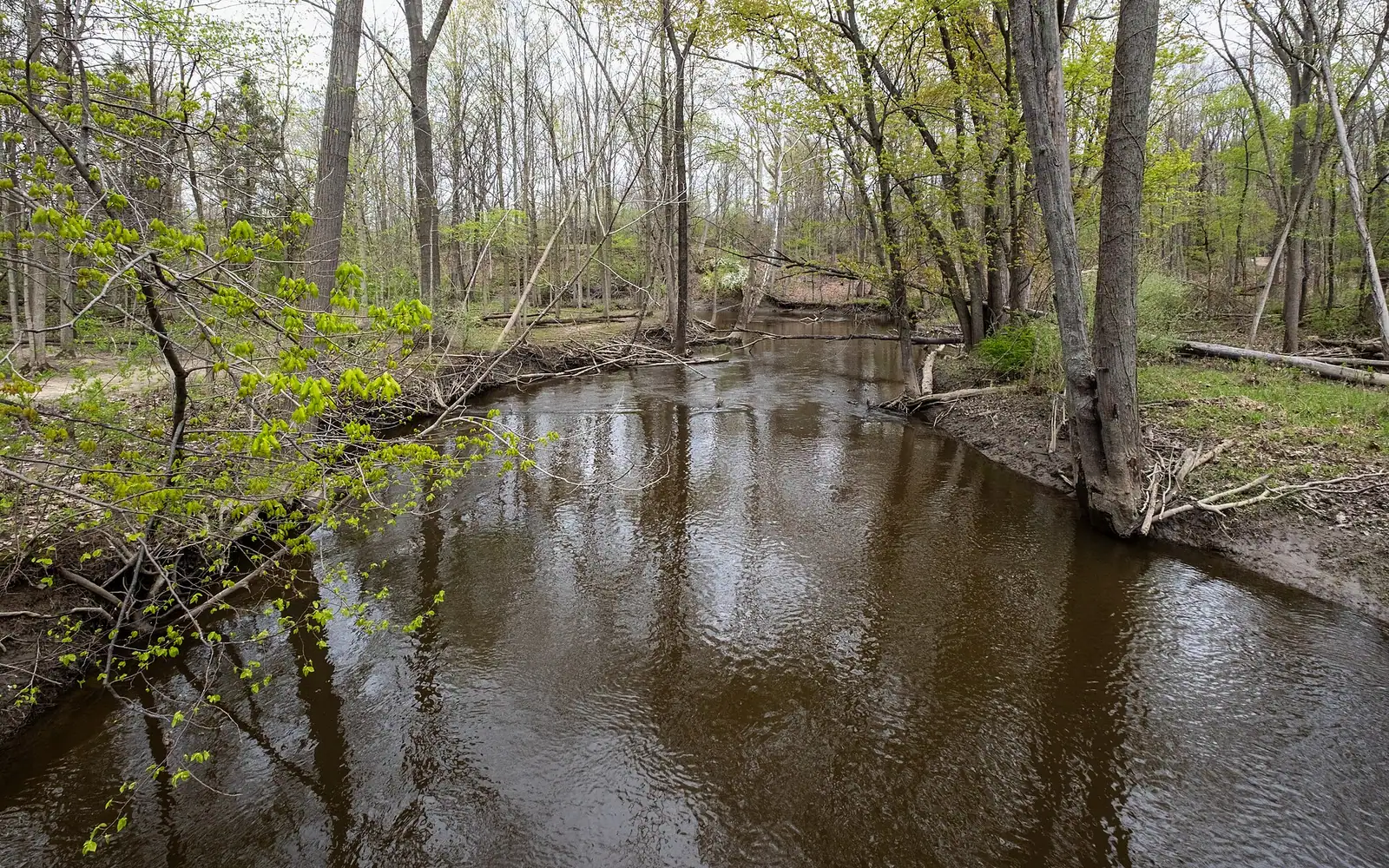 A quiet creek winding through spring woods