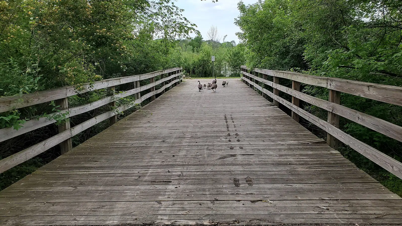 A wooden boardwalk through green woods